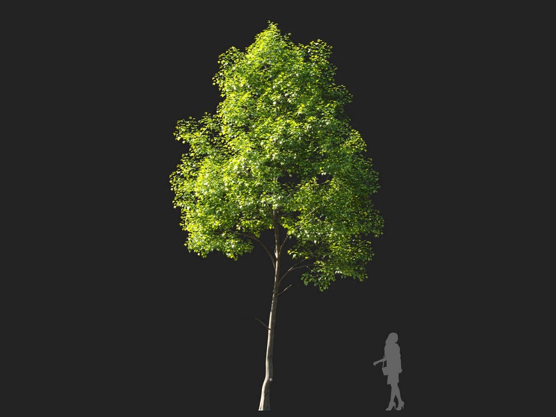 Maxtree - Plant Models Vol.114