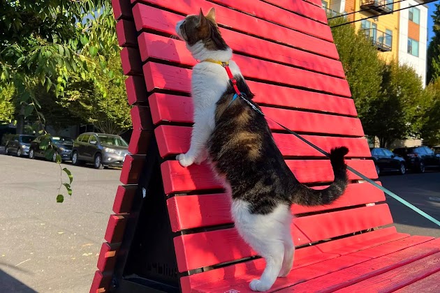 Travel Cat „The Day Tripper“ Verstellbares Geschirr- und Leinenset
