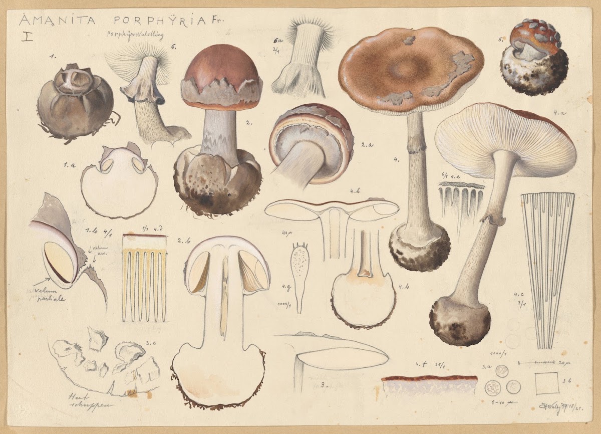 Amanita porphyria Fr 1915 1945