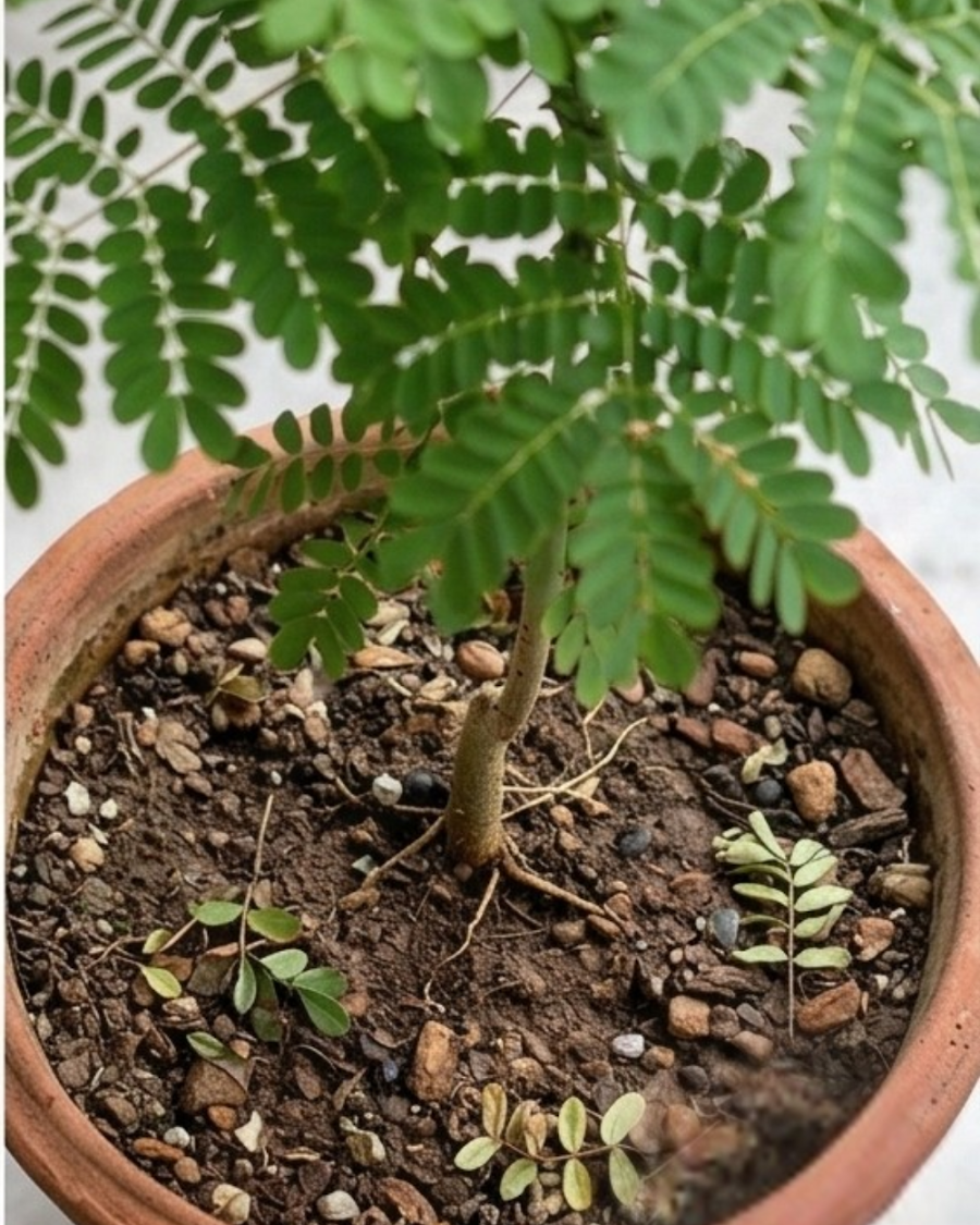 Krishnachura Dwarf Plant — view 4