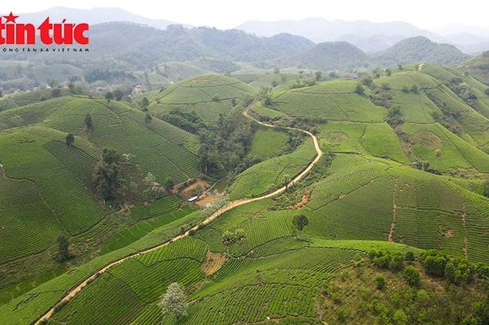 Khám phá đồi chè Long Cốc, 'Vịnh Hạ Long trên cạn' vùng đất Tổ - Báo Tin Tức TTXVN