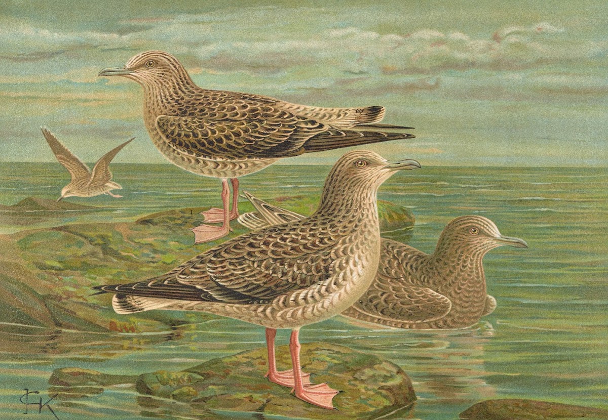 Larus fuscus Larus marinus Larus glaucus Brùnn