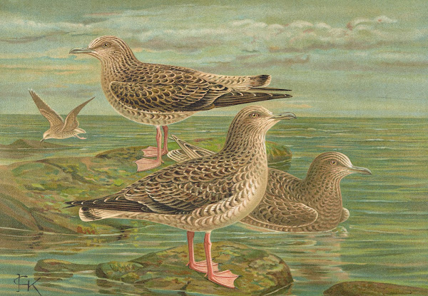Larus fuscus Larus marinus Larus glaucus Brùnn