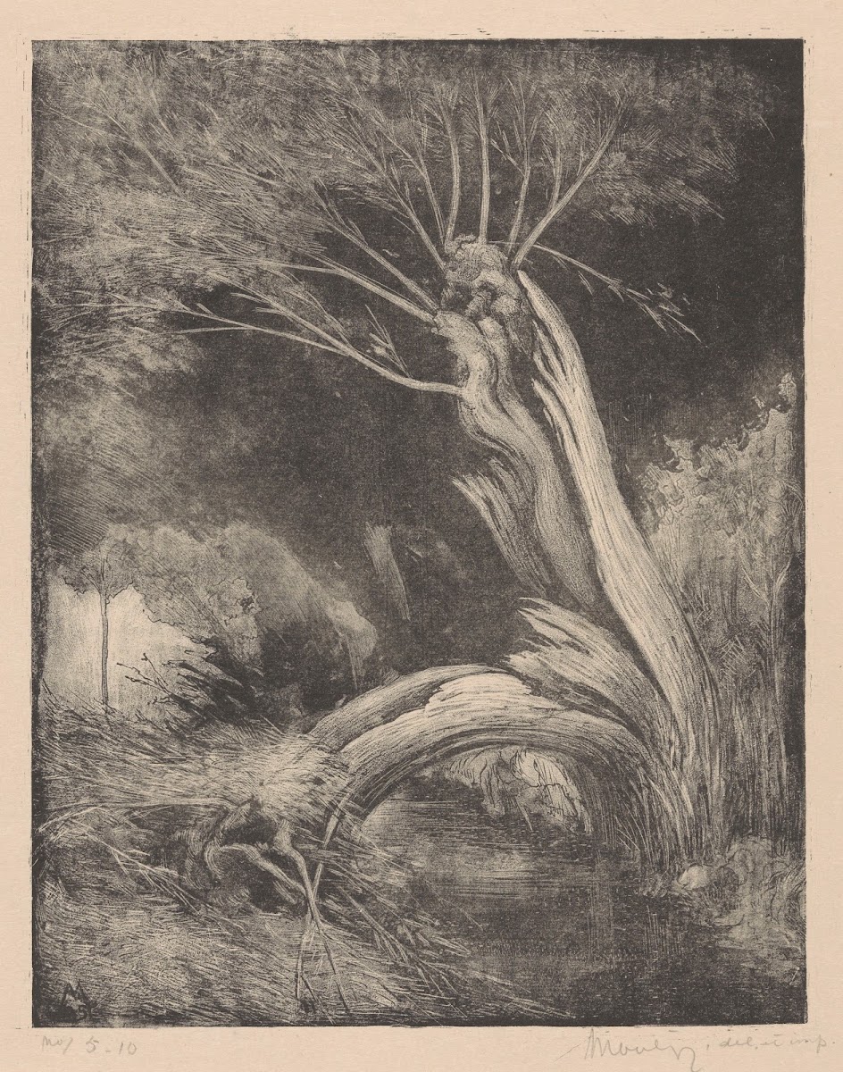 Gespleten wilg De gewonde 1925
