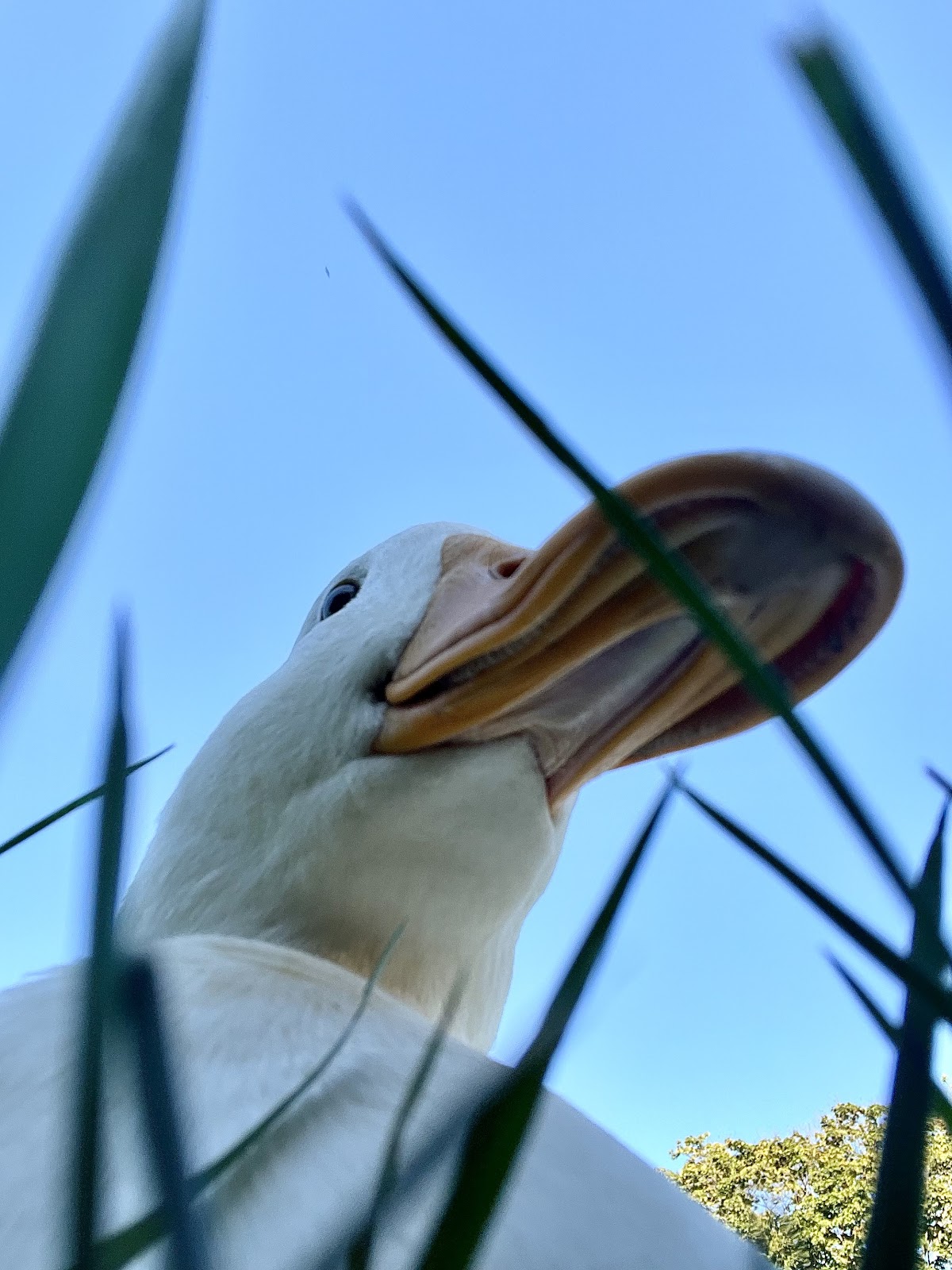 Jumbo Pekin Duckling