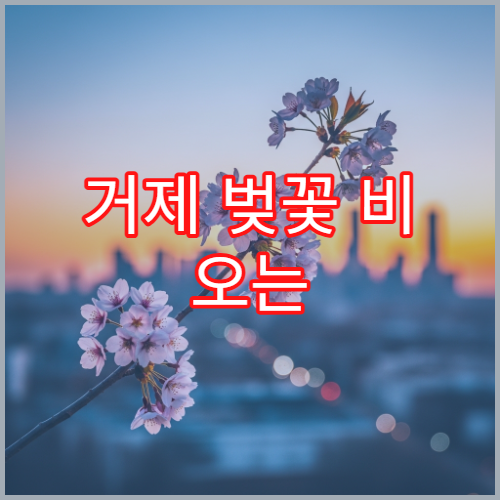 거제 벚꽃 비 오는 날 대체 학동 유채꽃밭 카페 테라스 뷰 명소