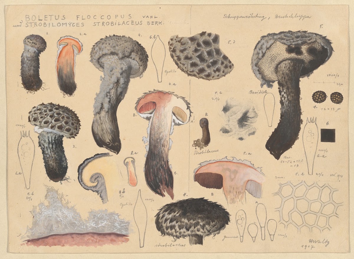 Boletus floccopus Vahl Strobilomyces strobilaceus Berk 1915 1945