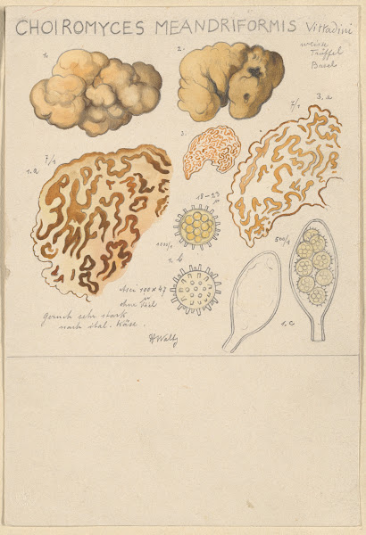 Choiromyces meandriformis 1915 1945