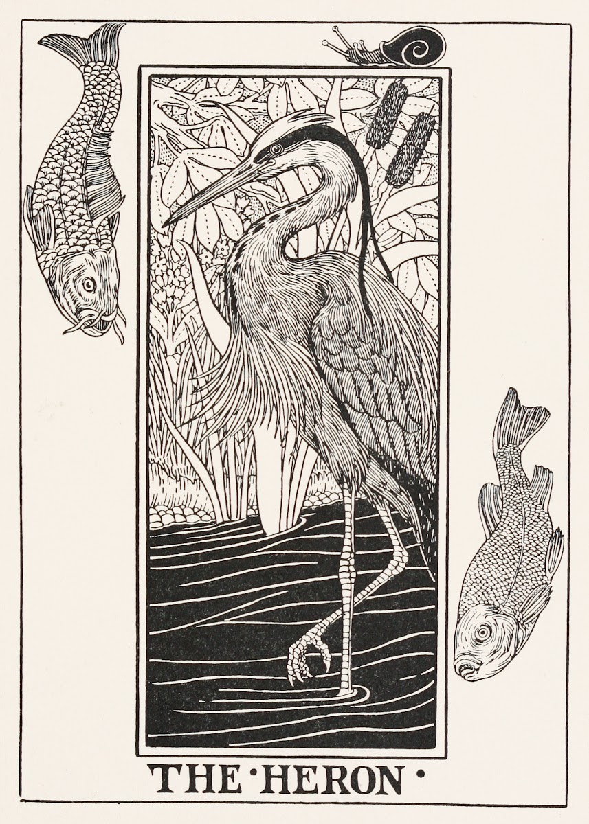 The Heron 1900