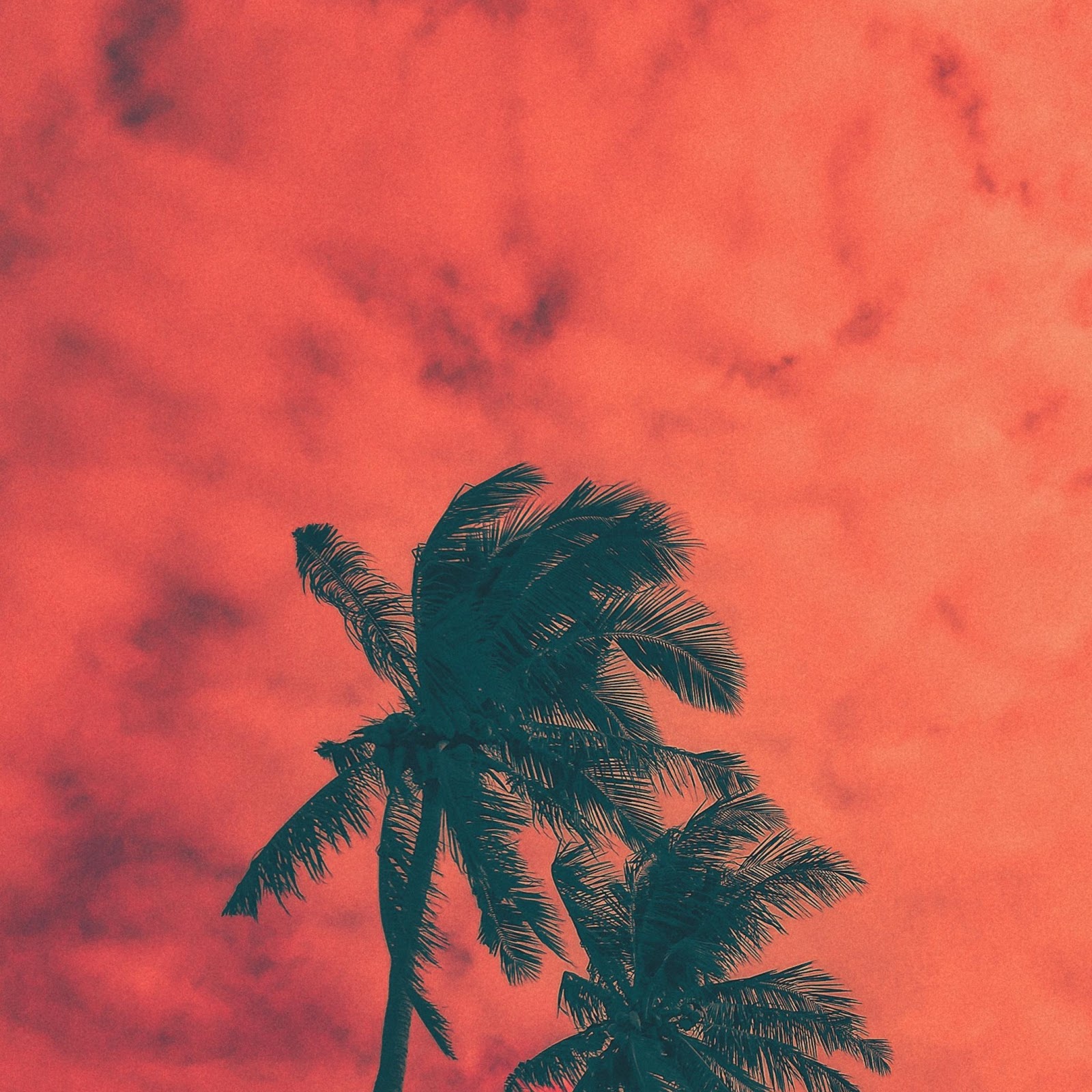 Download Palm Trees Under Red Sky 2K iPhone