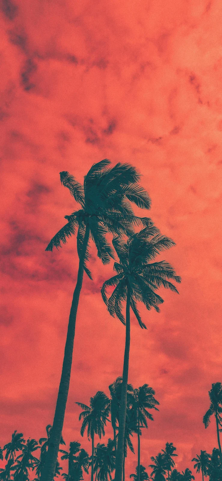 Palm Trees Under Red Sky - Nature Photography 2K iPhone Wallpaper (2126x4606)