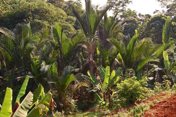 Rumbia: Pohon Sagu yang Menyokong Kehidupan di Papua dan Maluku