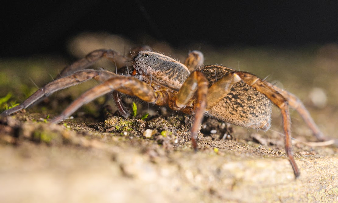 Trochosa terricola