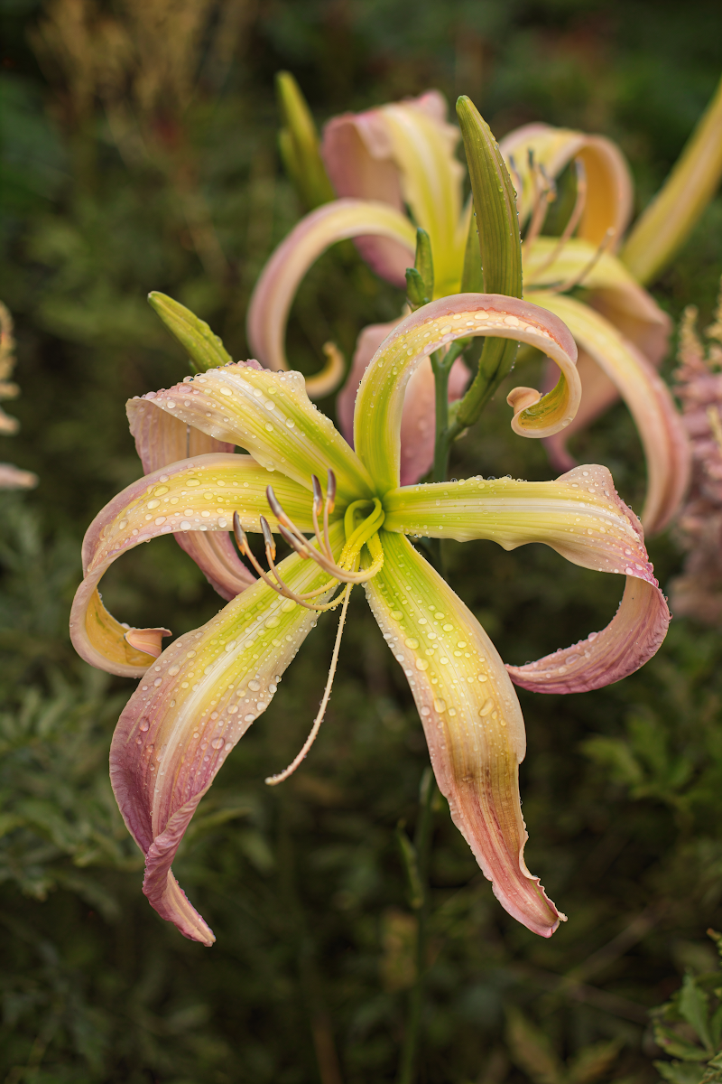 Hemerocallis Desert Icicle in fiore, giardineria Gardenaria