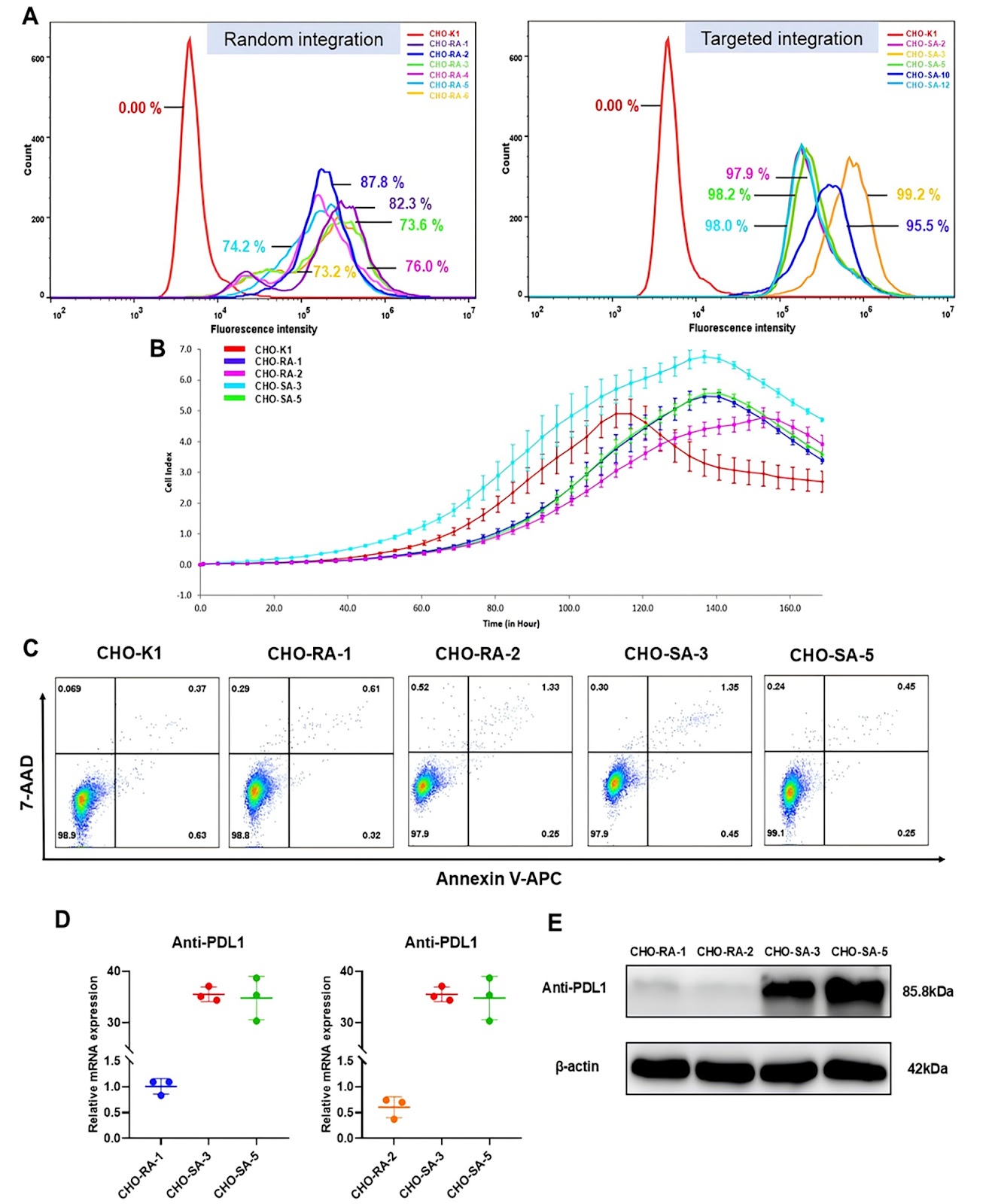 Establishment and evaluation of a stable CHO cell line in which the nanobody PD-L1-Fc gene is precisely targeted into the C12orf35 locus