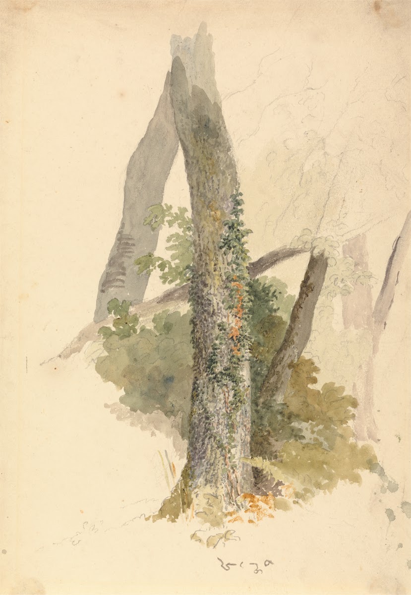 Tree Study with Ivy Clinging to Stump ca 1826