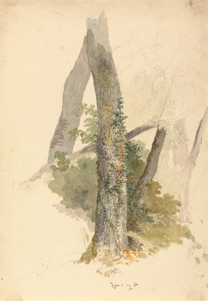 Tree Study with Ivy Clinging to Stump ca 1826