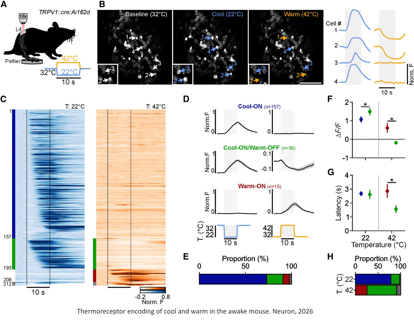 Population encoding of cool and warm by thermoreceptors