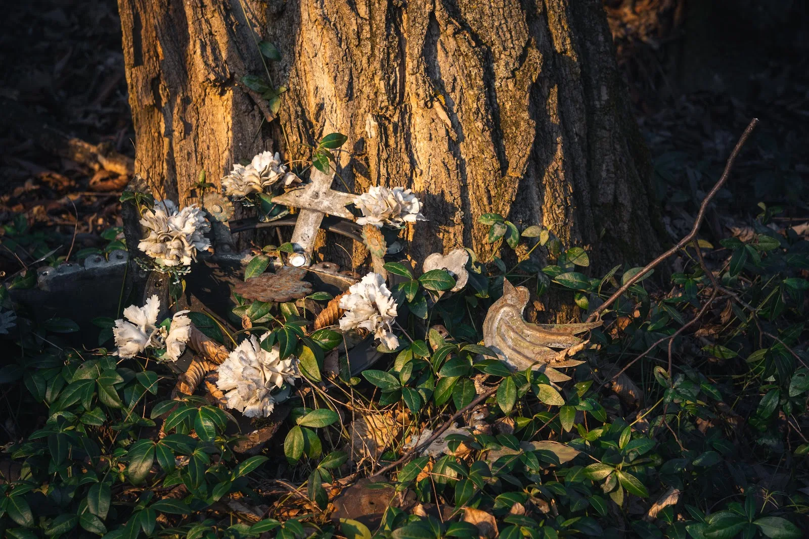 Small Memorial At Tree Base - Nature Photography 5K Wallpaper (6000x4000)