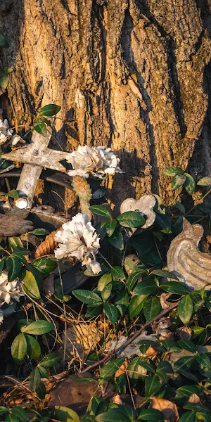 Small Memorial At Tree Base 5K Wallpaper Background