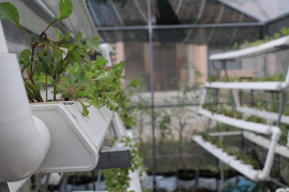 Hoàn thành nhiệm vụ ươm cà chua, xà lách xoong Nhật được lên giàn, phủ xanh cả khu vườn