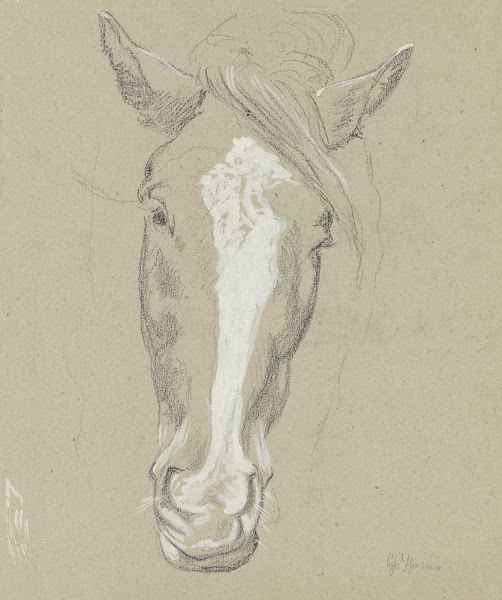 Horse head