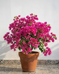 Imported Tanglong Pink Bougainvillea Plant