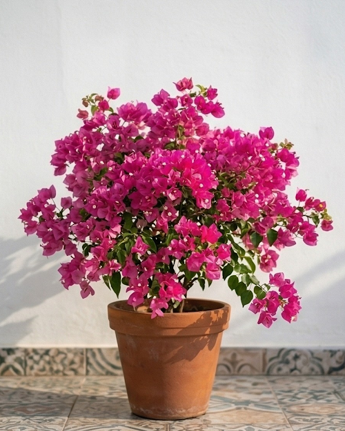 Imported Tanglong Pink Bougainvillea Plant