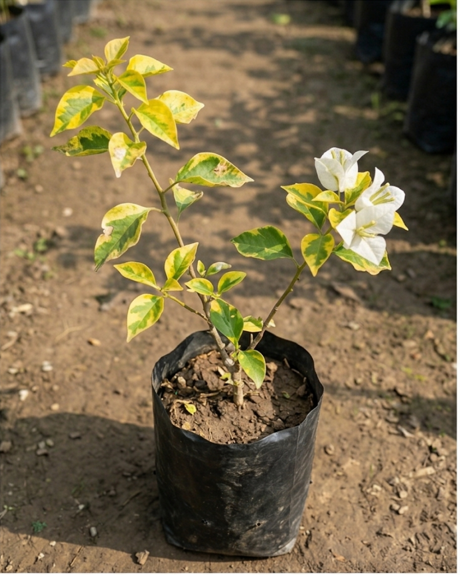 Imported Flame Golden White Bougainvillea Plant — view 2