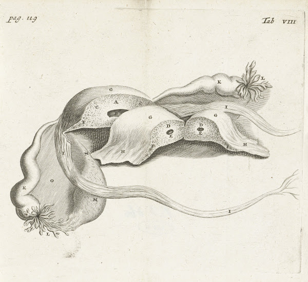 Anatomical image of an ectopic pregnancy 1672