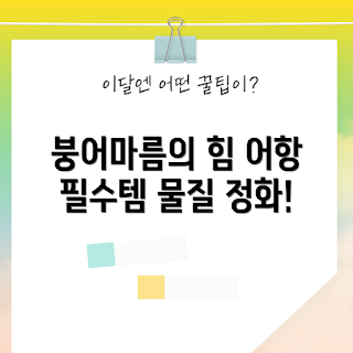 붕어마름 정보, 수조 관리, 수초 추천, 수질 정화, 이끼 없는 식물