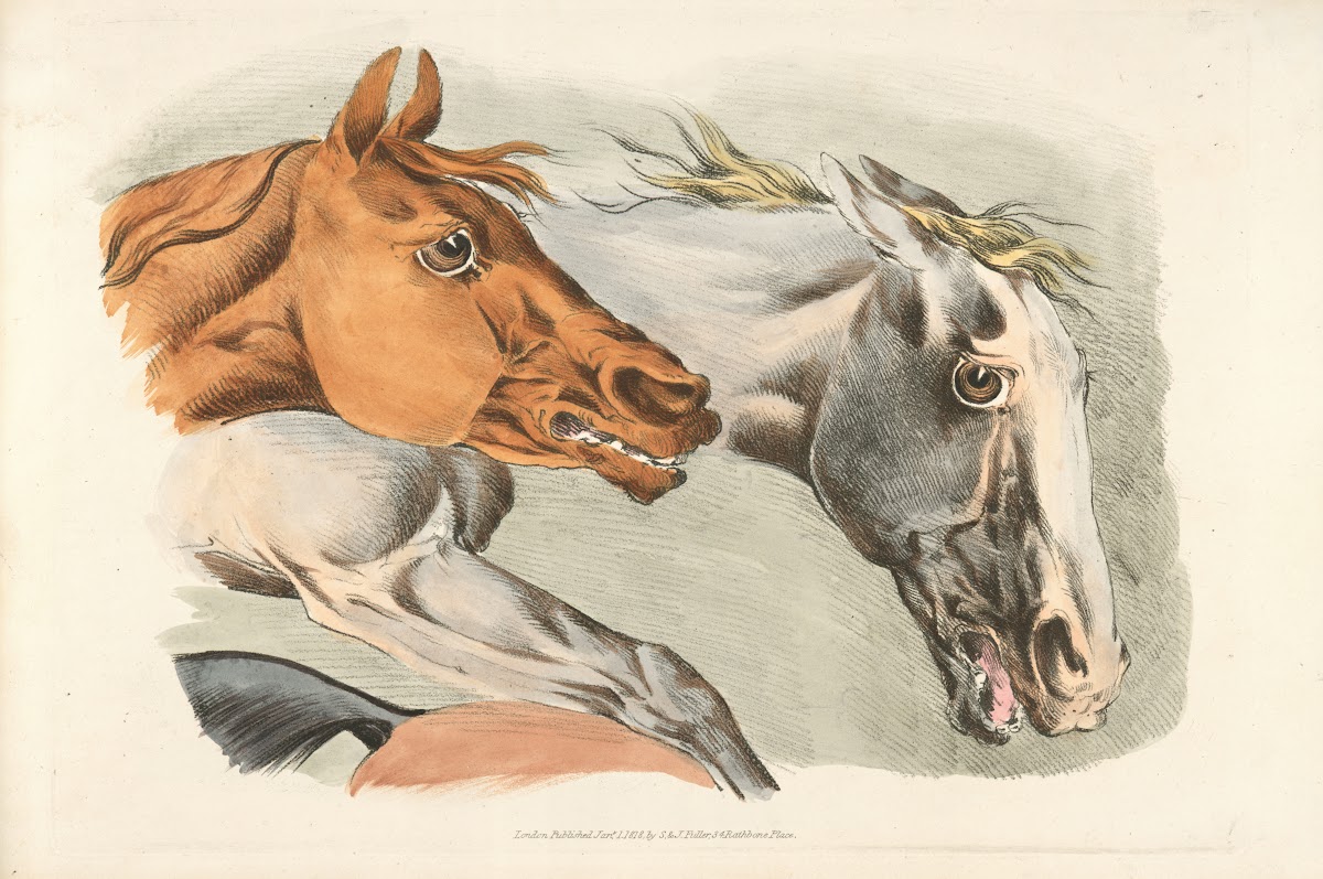 Parts of a white and brown horses 1817 1818