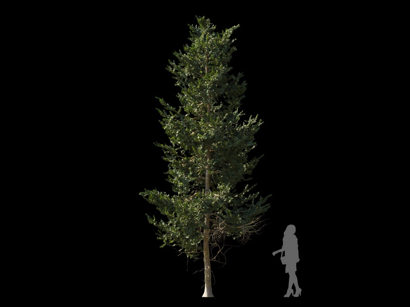 Maxtree - Plant Models Vol.120