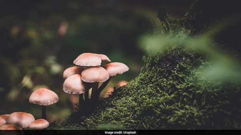 Children Hospitalized After Suspected Mushroom Edibles Incident