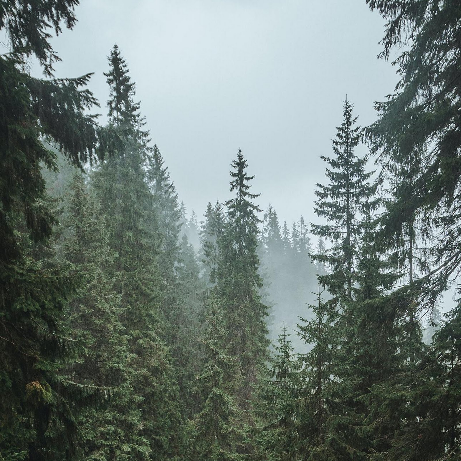 Download Misty Evergreen Forest In Fog Full HD iPhone