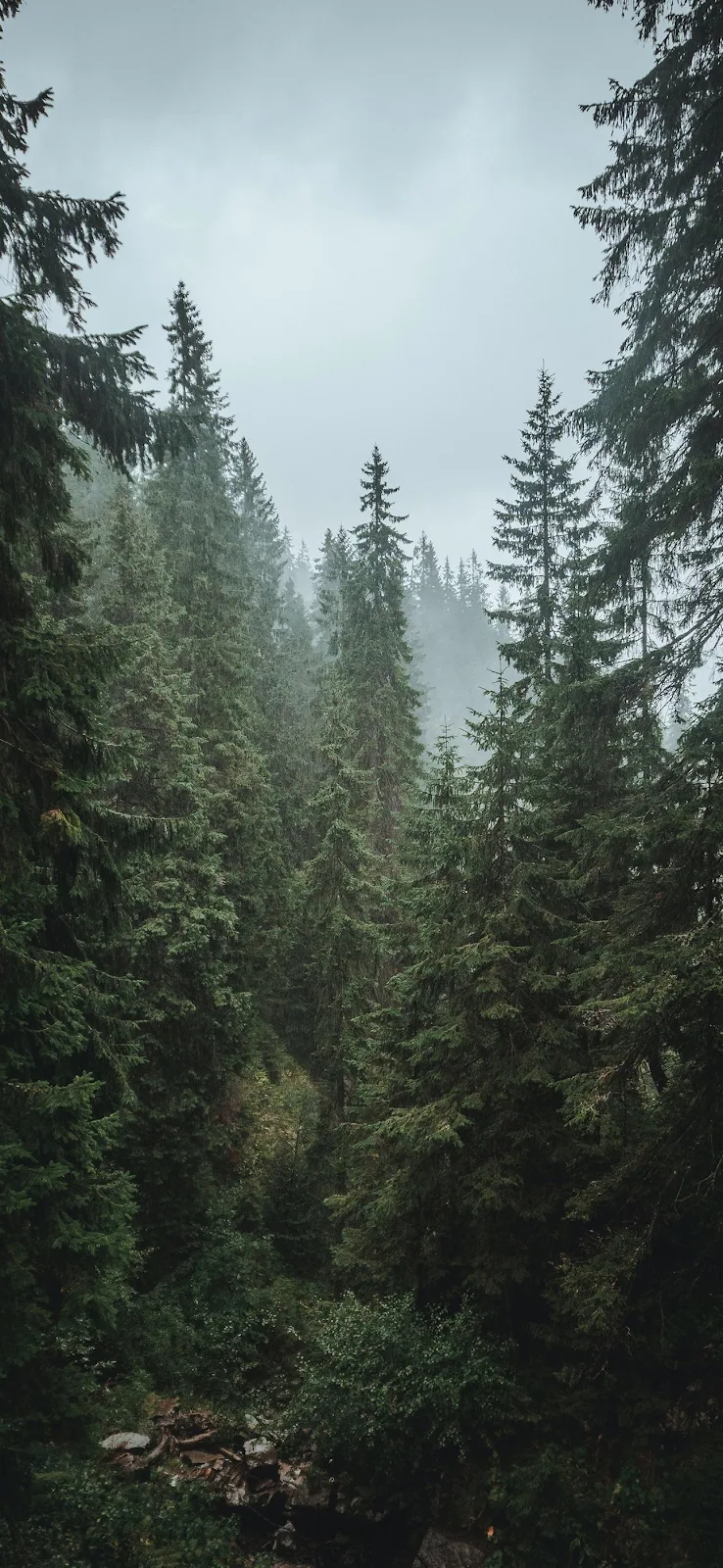 Misty Evergreen Forest In Fog - Nature Photography Full HD iPhone Wallpaper (1290x2796)