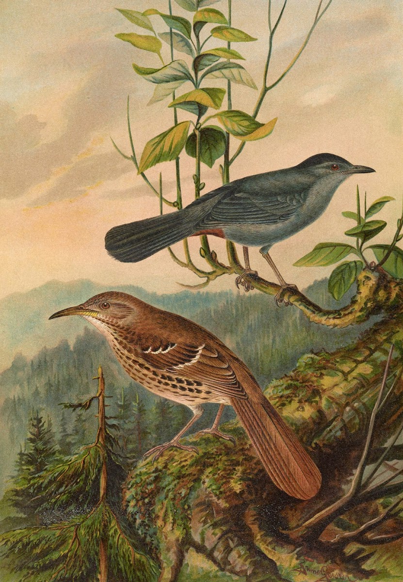 Mimus carolinensis Harporhynchus rufus