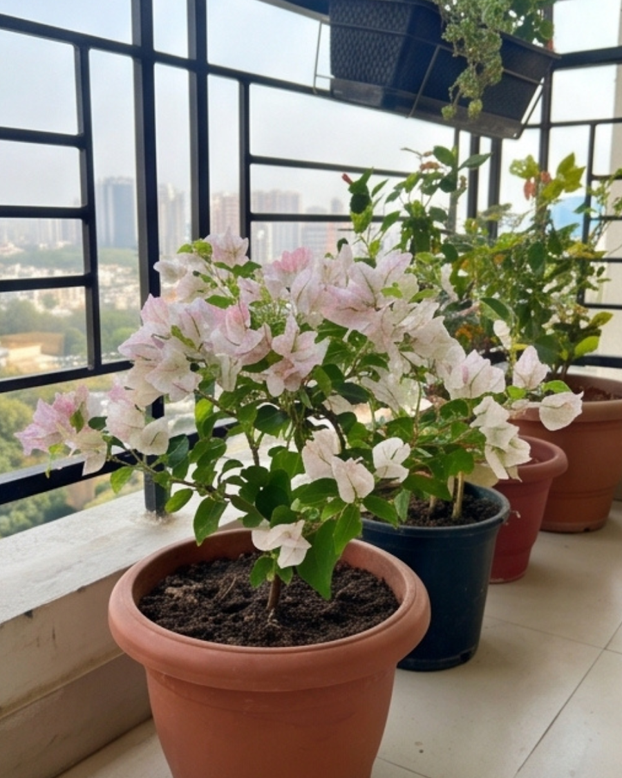 Imported Sunstone White Bougainvillea Plant — view 5