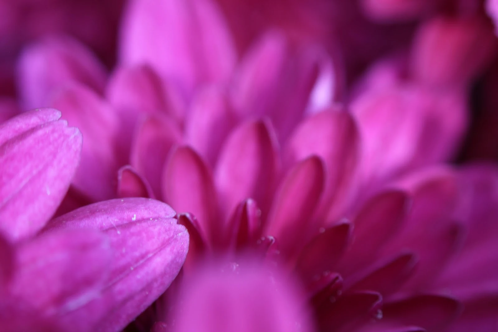 Vibrant Purple Chrysanthemum Petals - Macro Photography 5K Wallpaper (5184x3456)