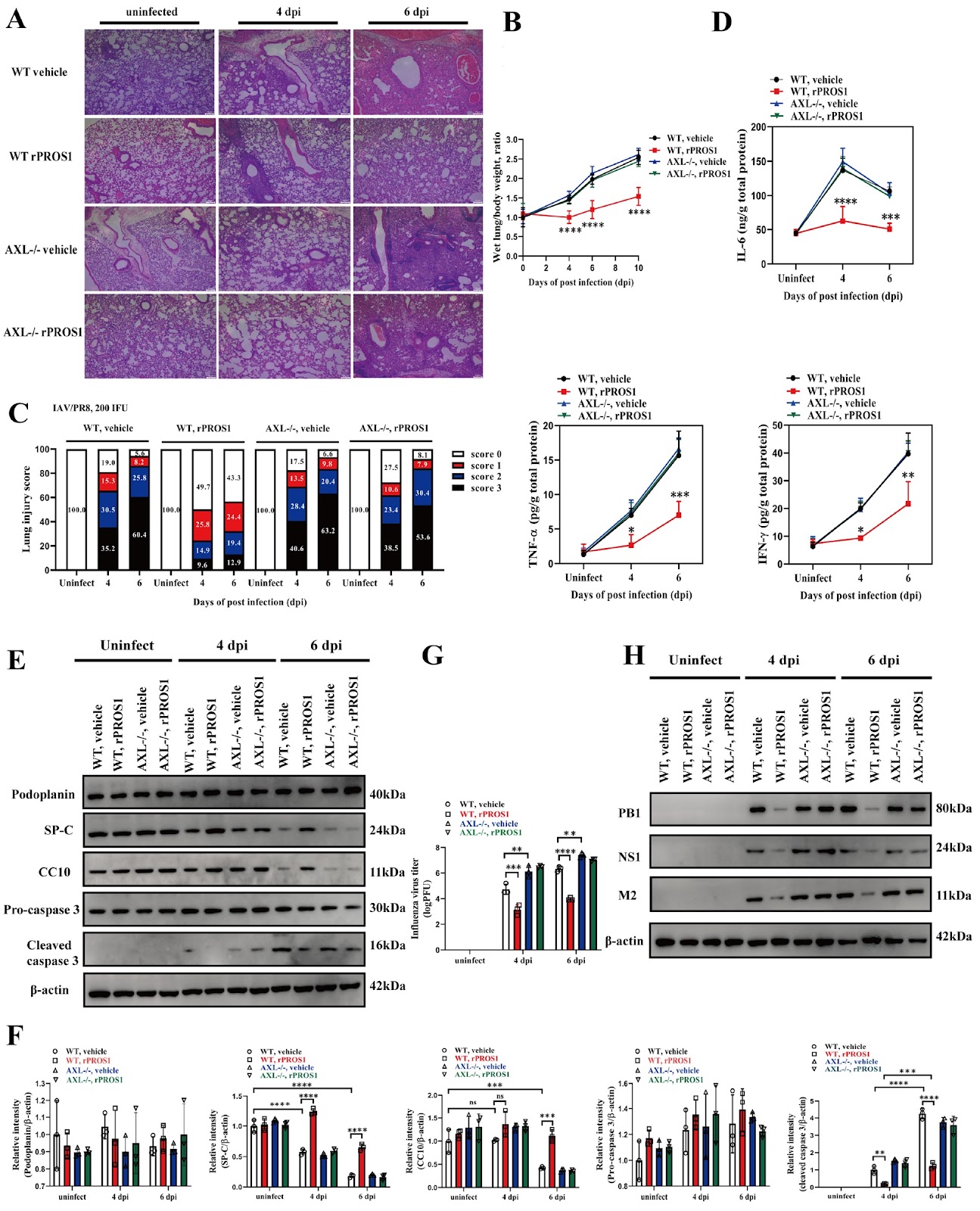 PROS1/AXL signaling protects mice from lethal influenza infection by inducing M2 macrophage polarization