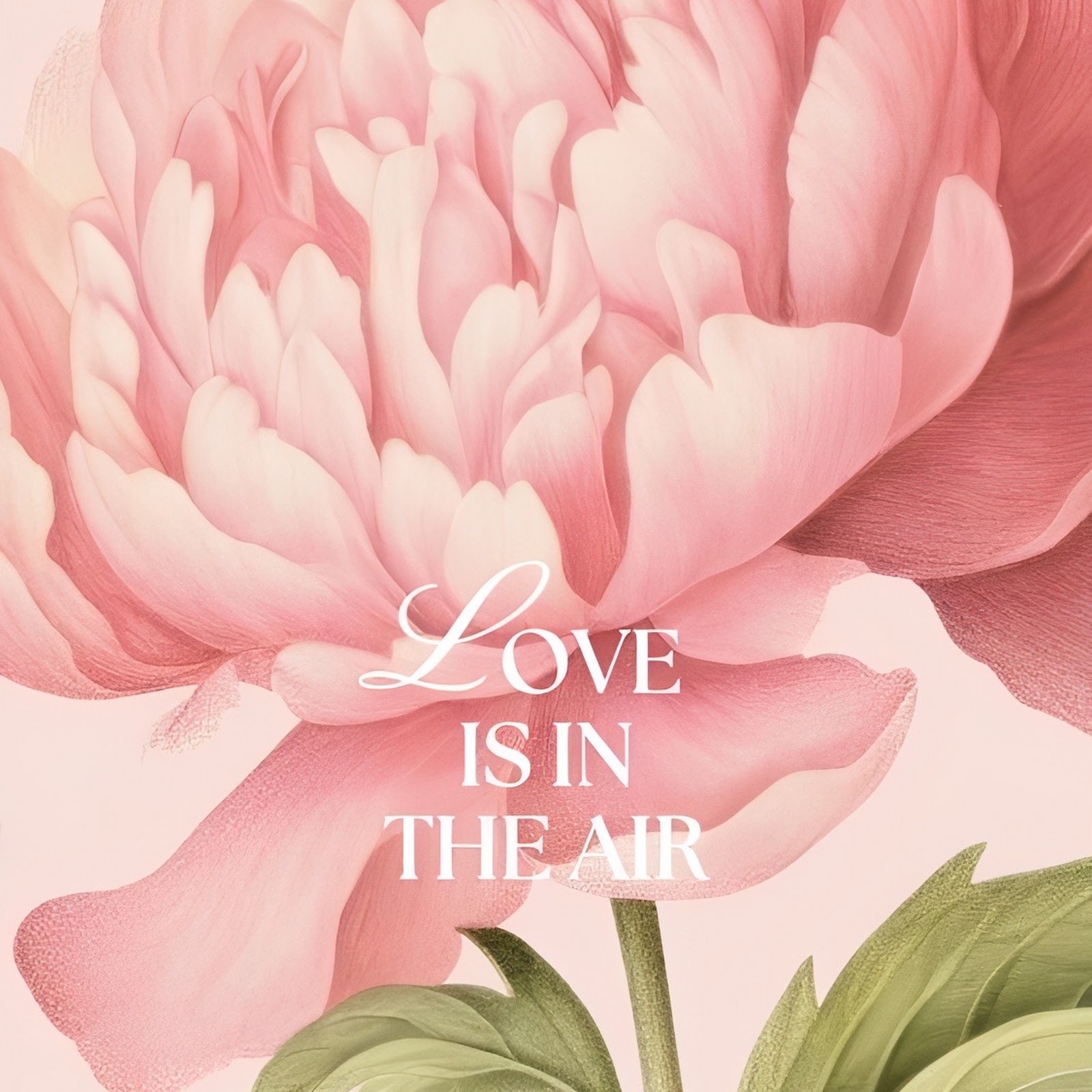 Download Pink Peony Flower Illustration Full HD iPhone