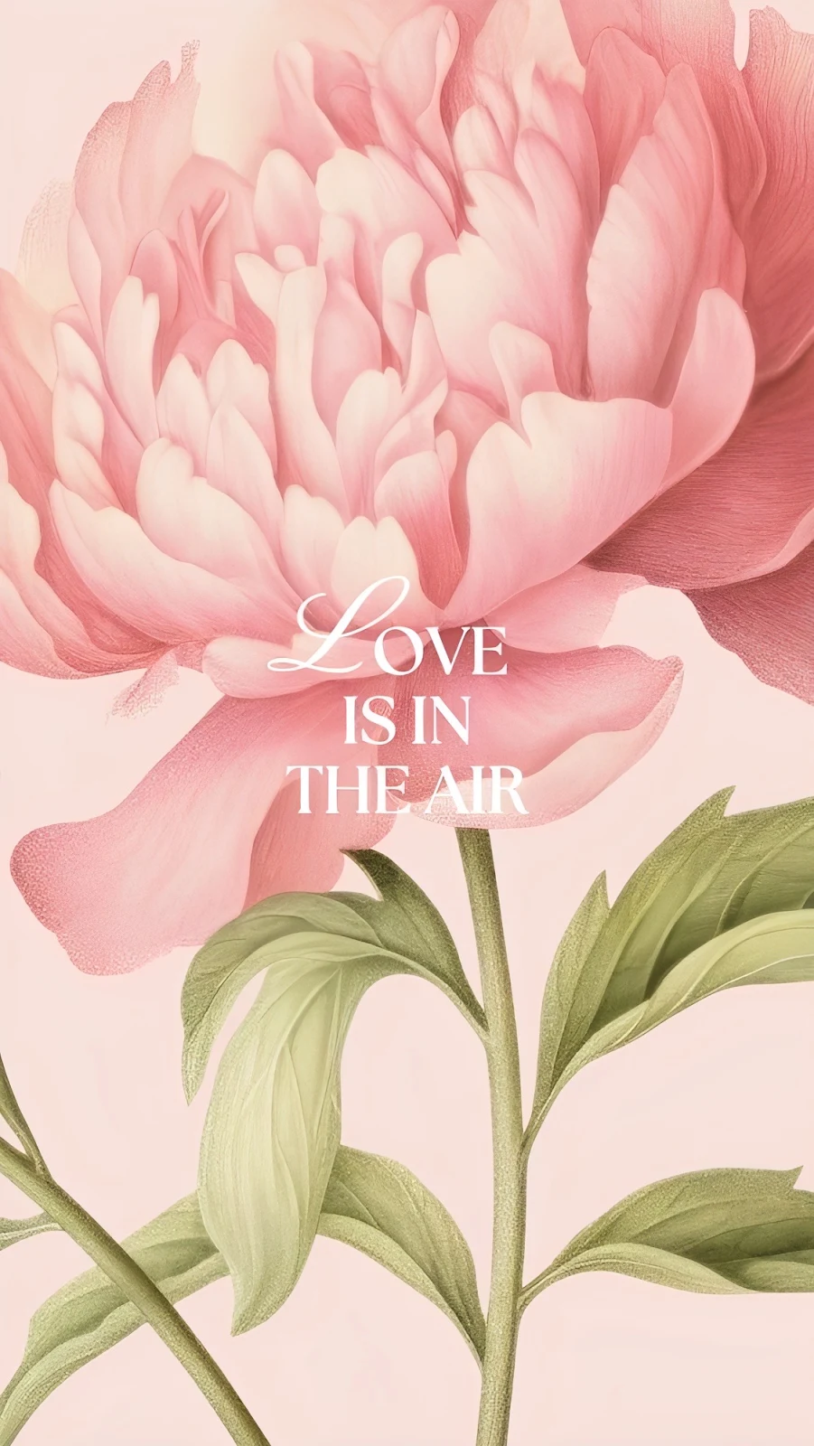 Pink Peony Flower Illustration - Botanical Illustration Full HD iPhone Wallpaper (1126x2000)