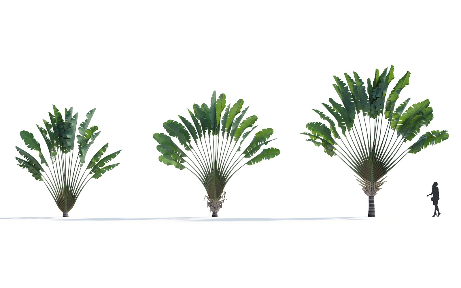 Maxtree - Plant Models Vol.7