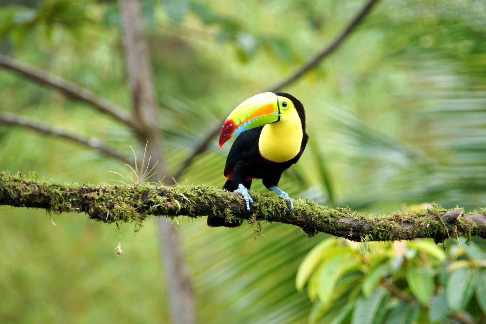 Colorful toucan perched in lush tropical vegetation in Costa Rica.