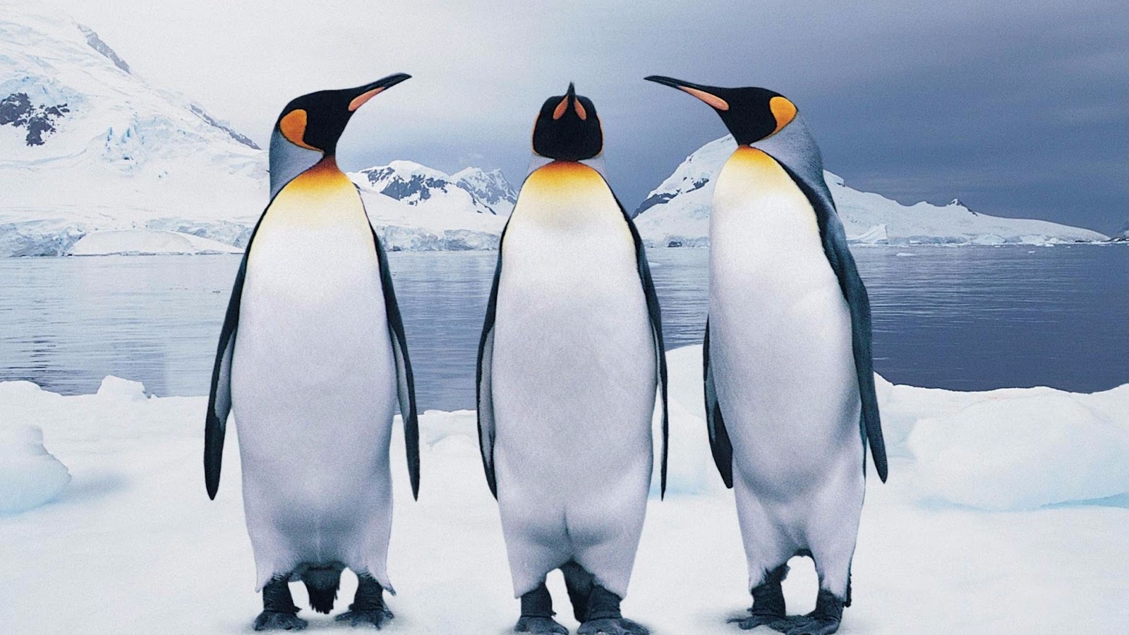 Penguins Wallpaper