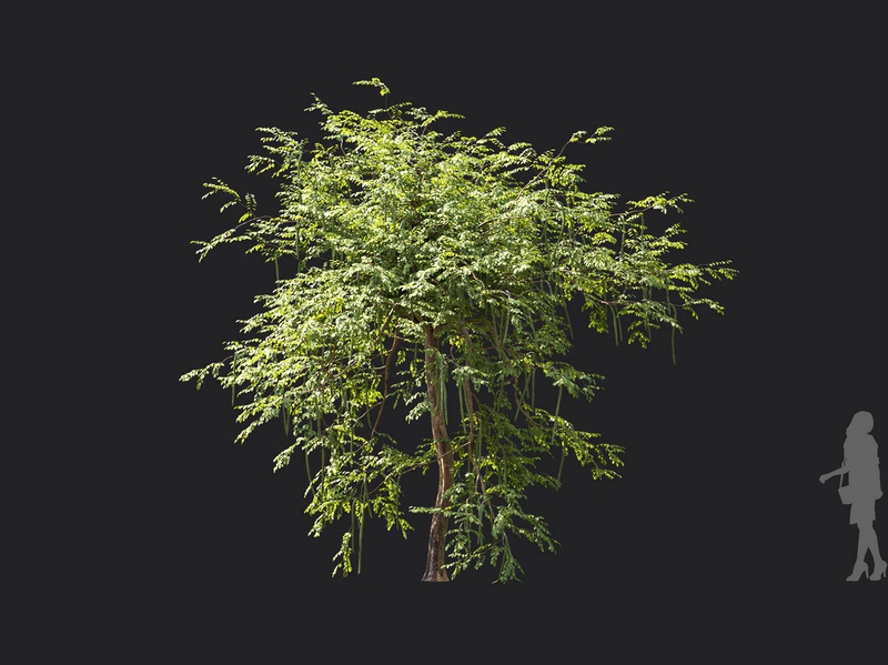 Maxtree - Plant Models Vol.119