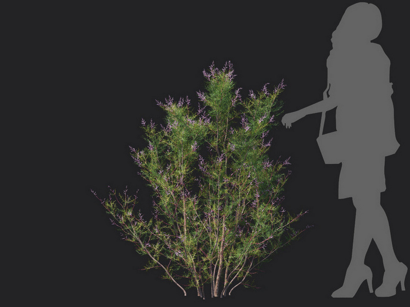 Maxtree - Plant Models Vol.129