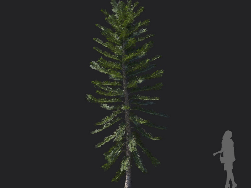 Maxtree - Plant Models Vol.121