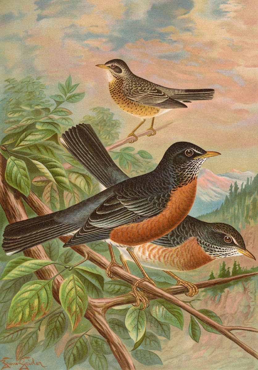 Turdus migratorius