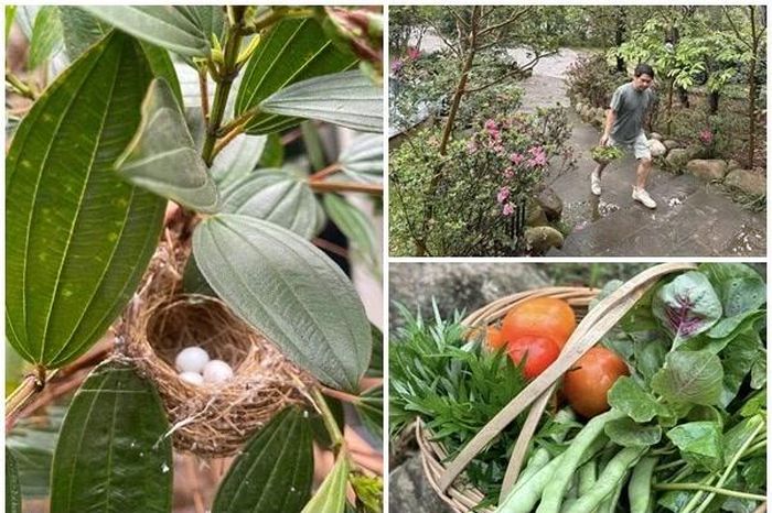 Nhà vườn 'đất lành chim đậu' của 'ông hoàng nhạc đỏ' Trọng Tấn - Báo Tri thức &amp; Cuộc sống